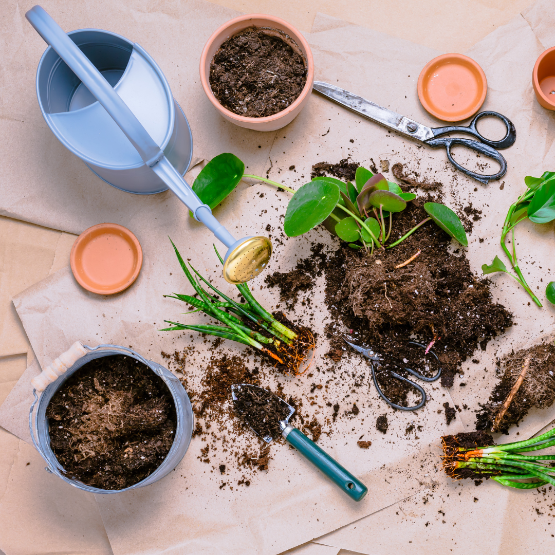 An array of gardening tools around an unpotted plant