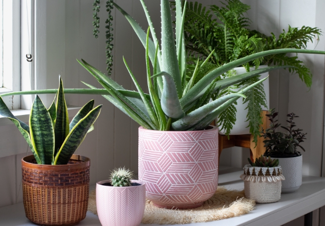 Assorted house plants in a variety of pots