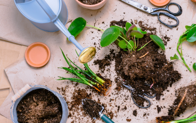An array of gardening tools around an unpotted plant