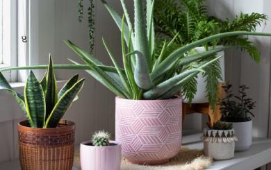 Assorted house plants in a variety of pots