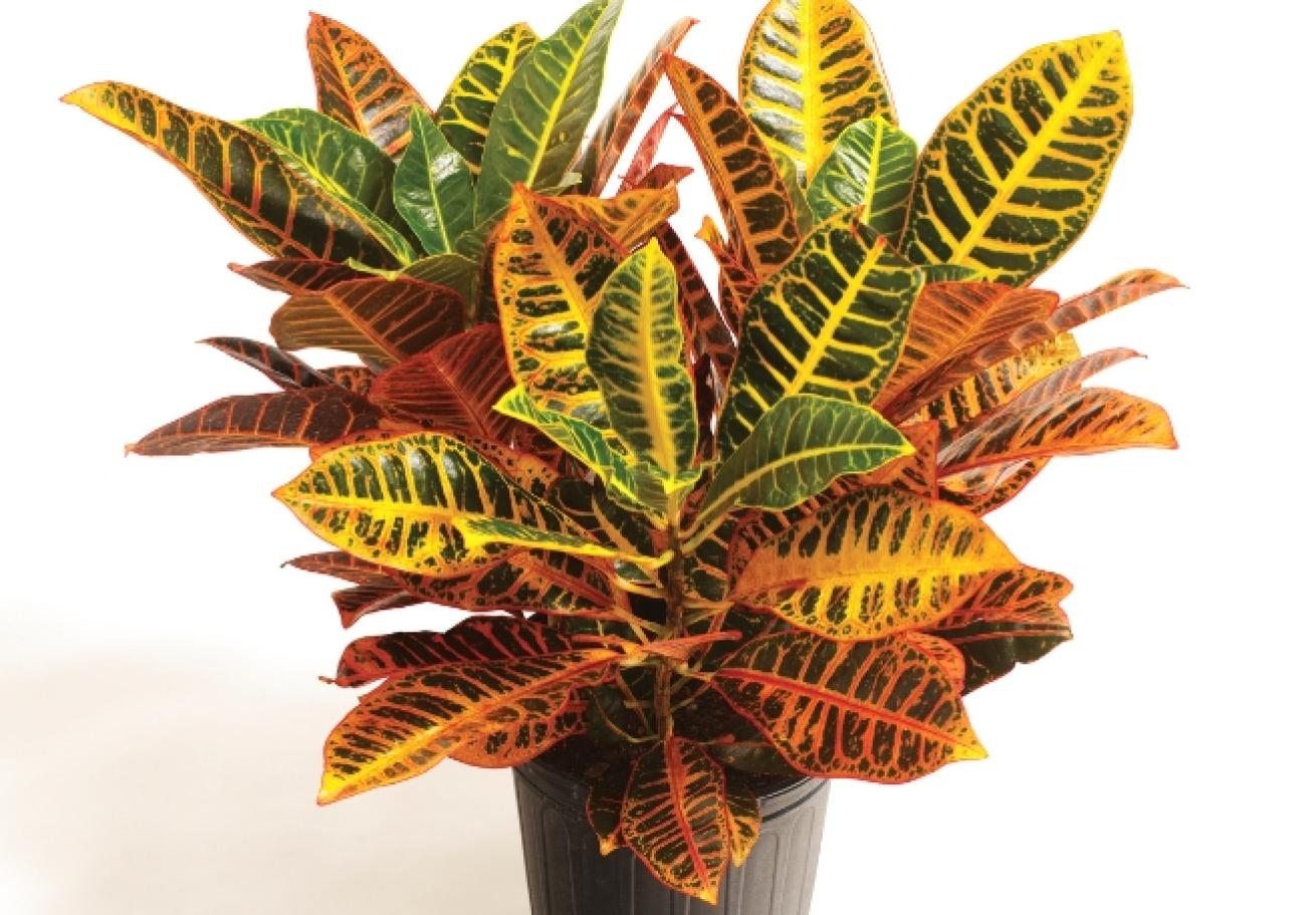 A croton