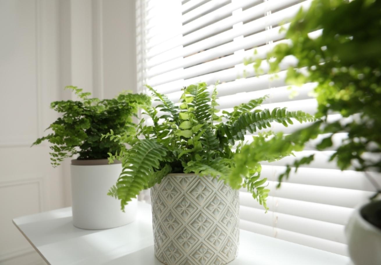 Three fern plants on a window sil