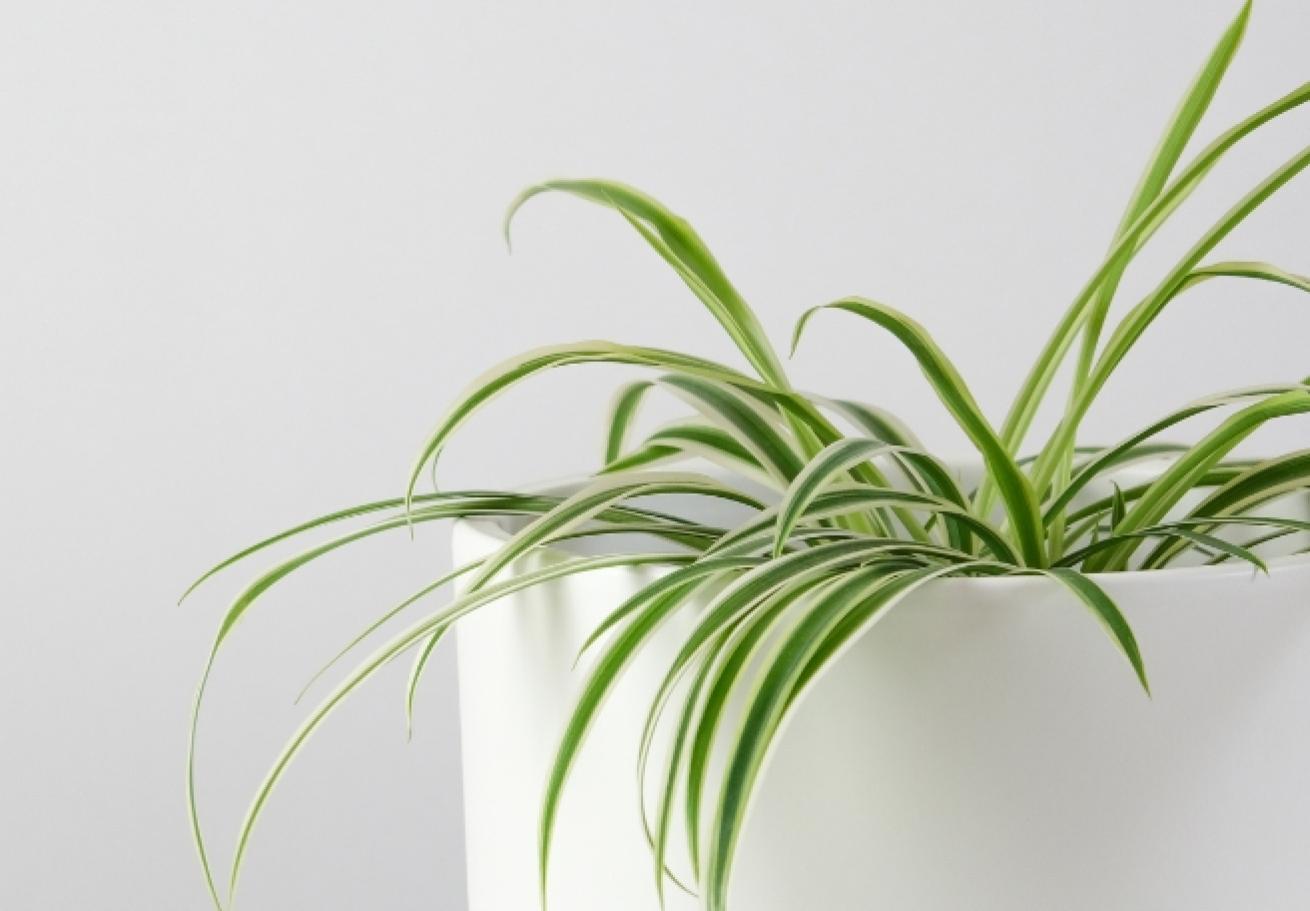 A spider plant