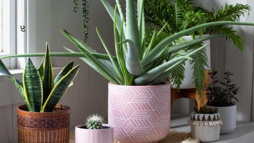 Assorted house plants in a variety of pots